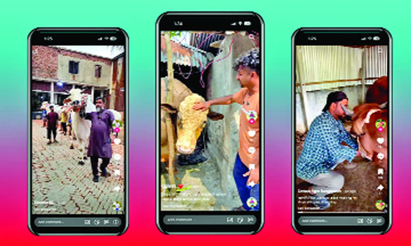 কোরবানির পশুর কেনাকাটা চলছে টিকটক অ্যাপে