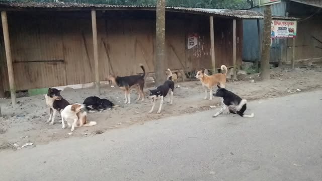 বেড়েছে কুকুরের উৎপাত