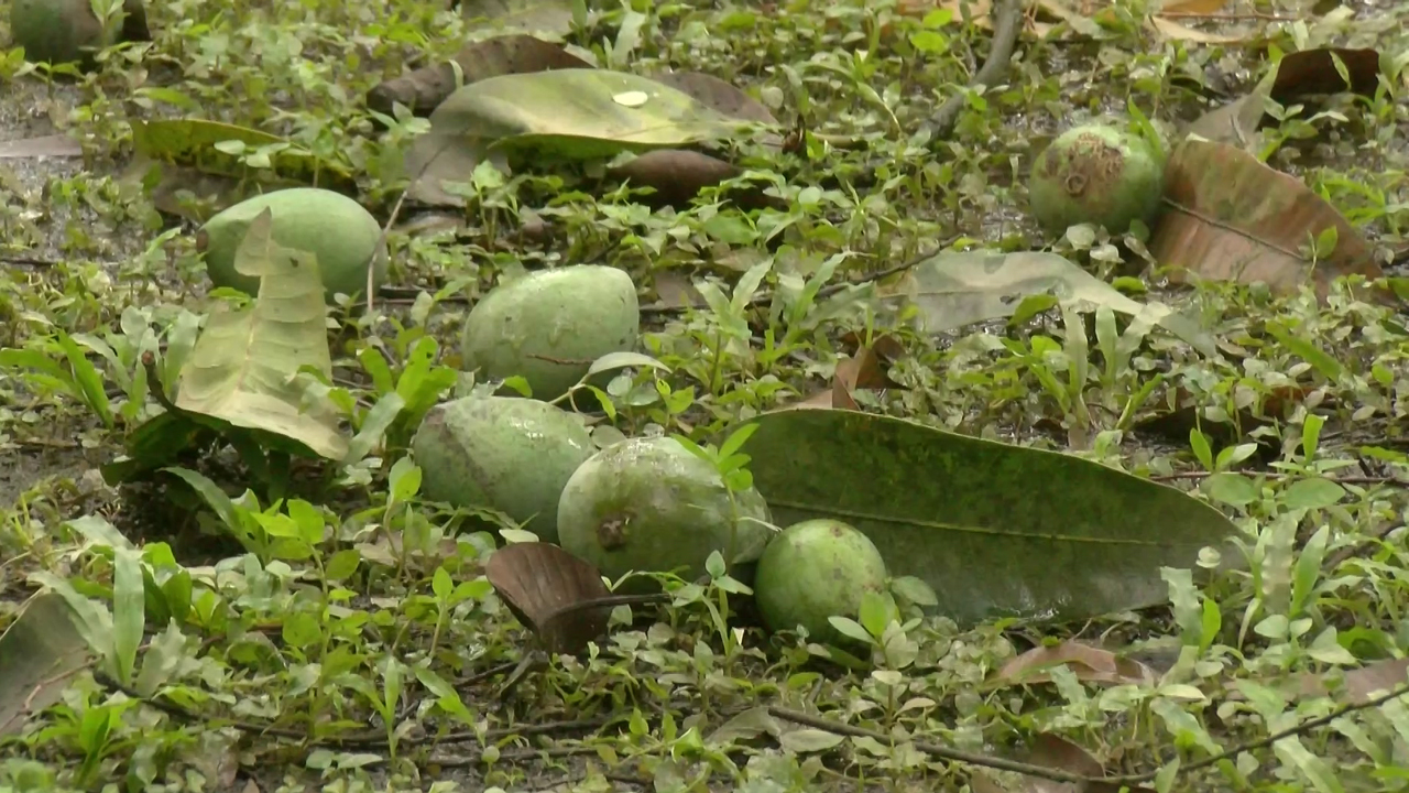 ঝড়ে মাটিতে পড়ে থাকা আম
