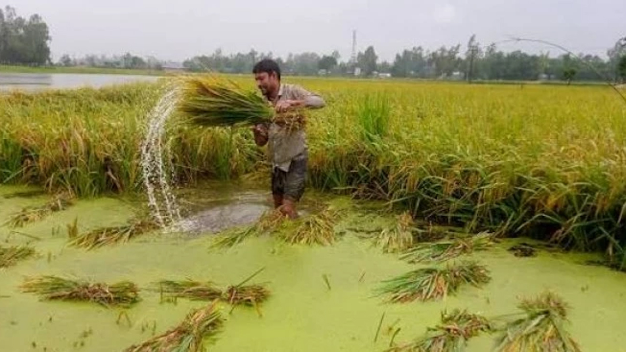 বন্যার ঝুঁকিতে দ্রুত ধান কাটছেন কৃষক