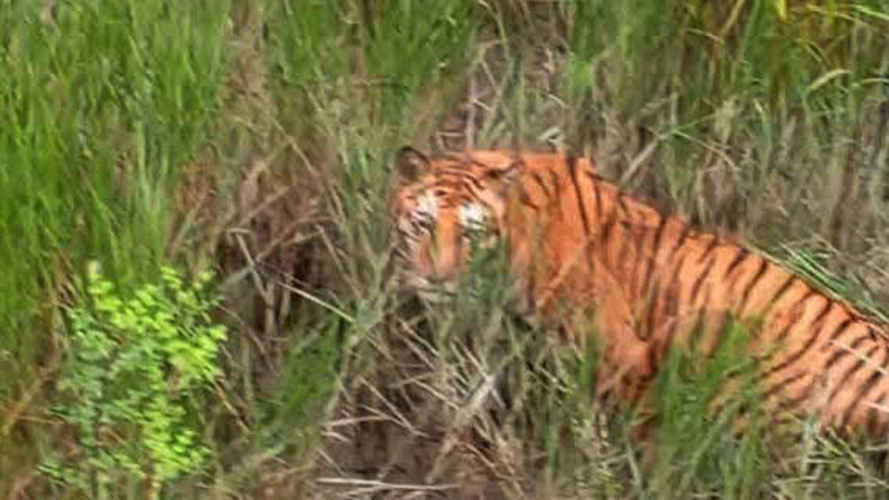 বনে ছাড়ার পর সেই বাঘিনী