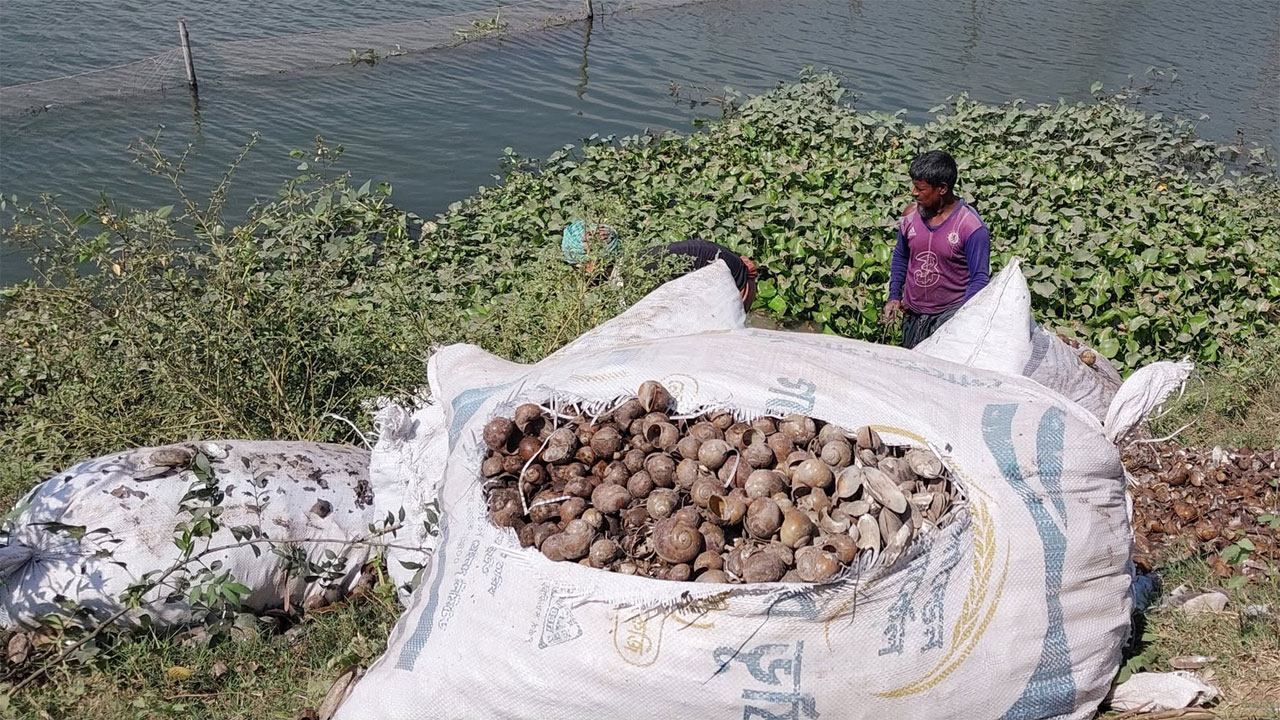 সিংড়ায় শতাধিক বস্তা শামুক-ঝিনুক জব্দ