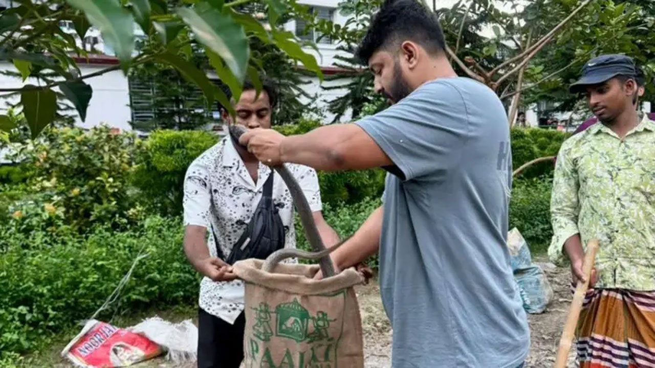 ঢাকার বিভিন্ন এলাকা থেকে গত চার মাসে ৩৫১টি সাপ উদ্ধার করা হয়েছে