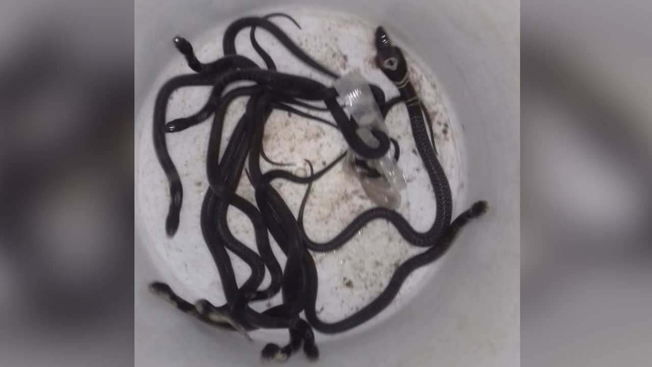 মিরসাইয়ে বসতঘর থেকে পদ্ম গোখরার বাচ্চা উদ্ধার