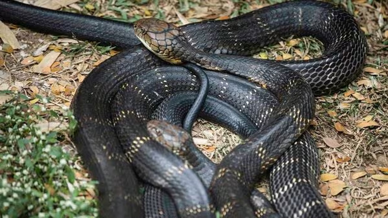 বিষধর কোবরা সাপ