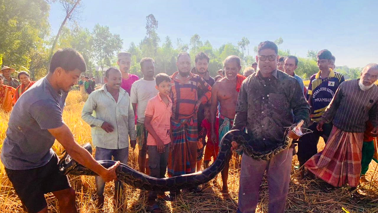 অজগর উদ্ধার