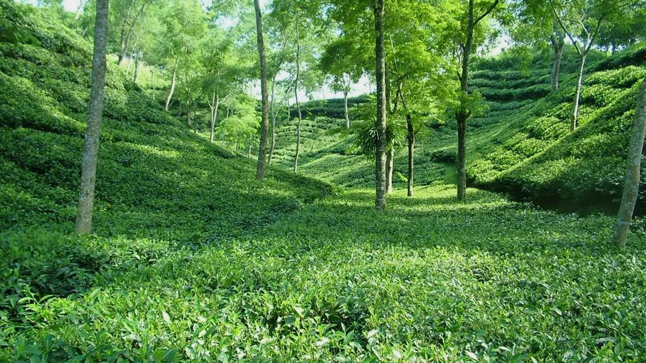 শ্রীমঙ্গলের চা বাগান