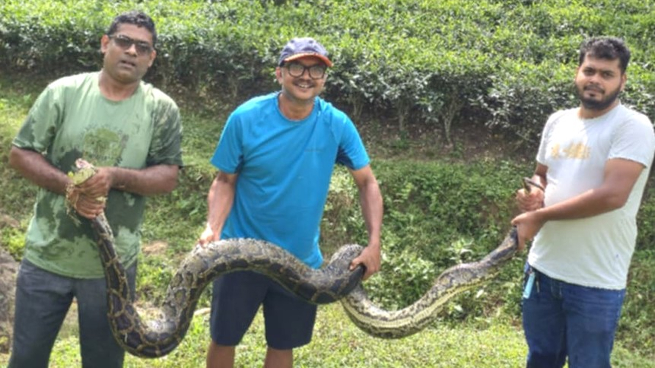 শ্রীমঙ্গলে ১২ ফুট লম্বা অজগর উদ্ধার
