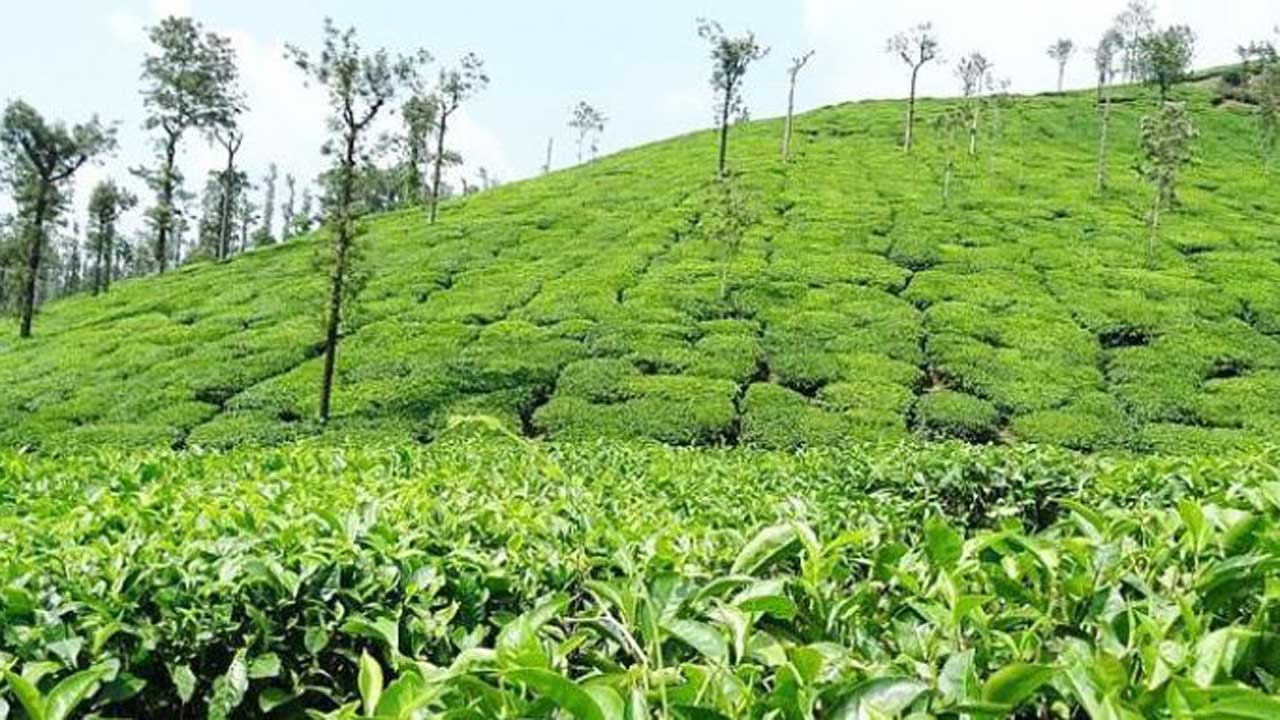 চা বাগান