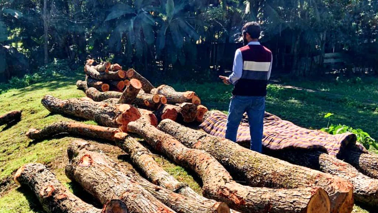 সরকারি গাছ কেটে নিল বিএনপি নেতা